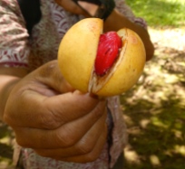 The harvested nutmeg with lacy red mace surrounding the nutmeg pod