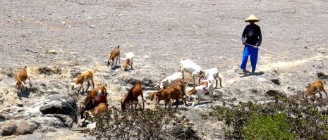 Goat herder
